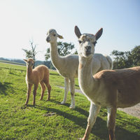 Alpakas